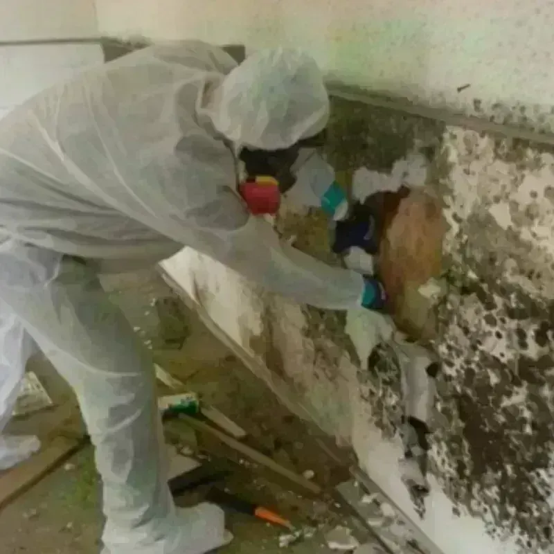 Mold Remediation and Removal in Kenosha, WI